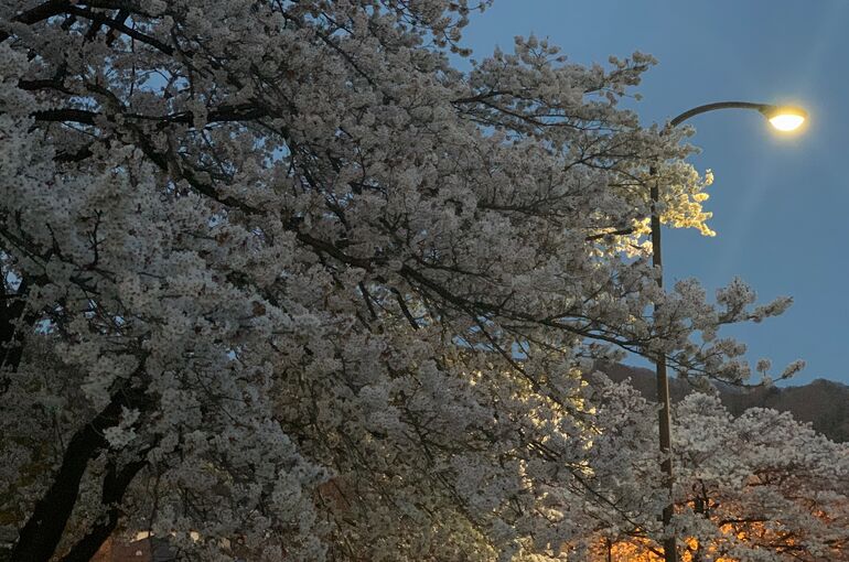 令和３年諏訪湖桜ー２